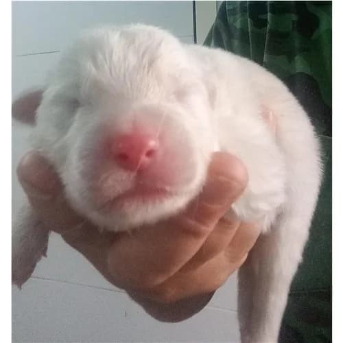 CANDY, female puppy mixed breed for adoption at Dog Park Salerno