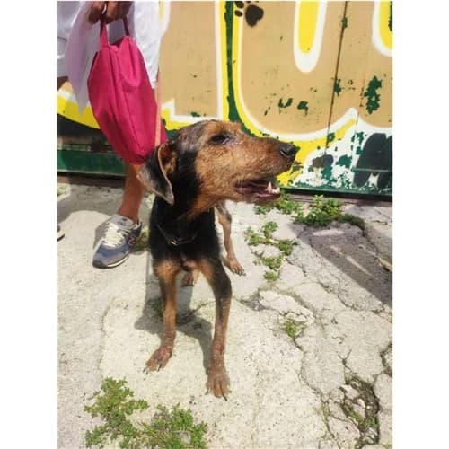 AURORA, female 5yo mixed breed for adoption at Dog Park Salerno