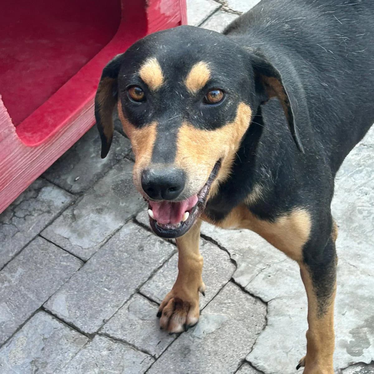BETTY,  puppy Mixed Breed for adoption at ENPA, Rome