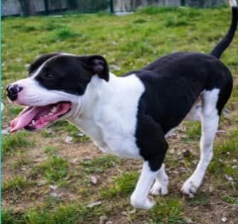 Boss, male Mixed Breed for adoption at ENPA Mira — Il Rifugio del Cane (Venezia)