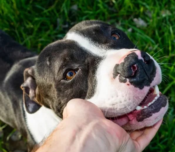 Boss, male Mixed Breed for adoption at ENPA Mira — Il Rifugio del Cane (Venezia) — photo 2 of 2