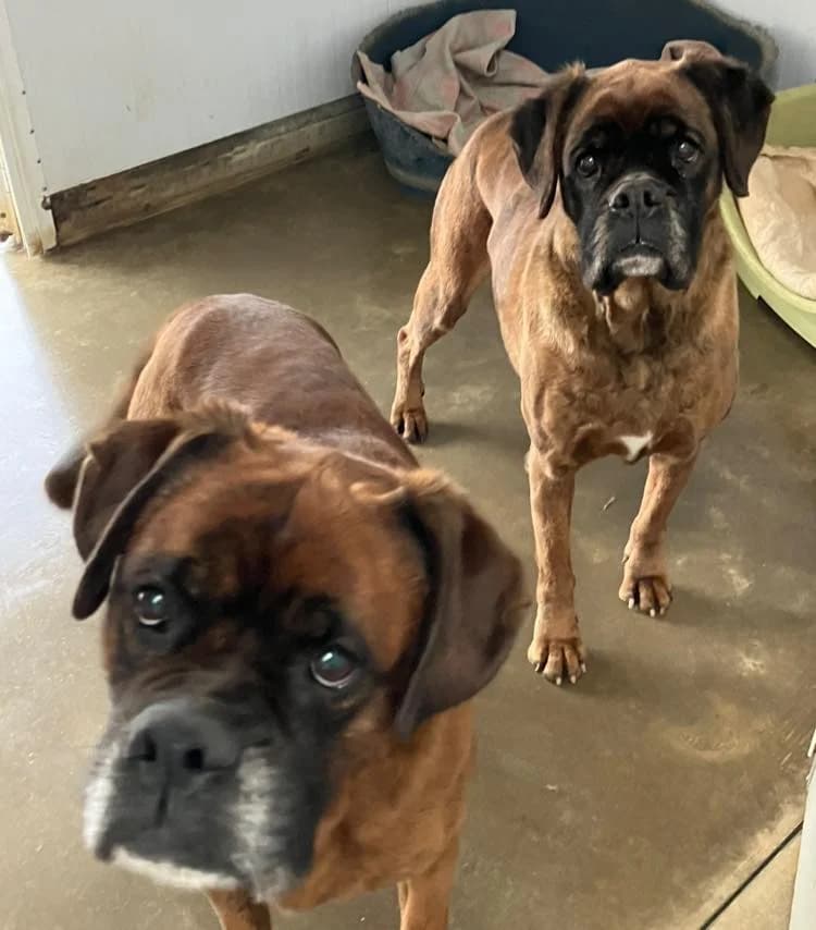 Boxer, 7yo mixed breed for adoption at ENPA Mira — Il Rifugio del Cane (Venezia), Venezia VE