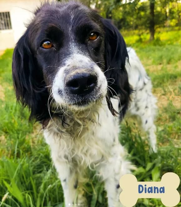 Diana, female 6yo Mixed Breed for adoption at ENPA Mira — Il Rifugio del Cane (Venezia), Venezia VE
