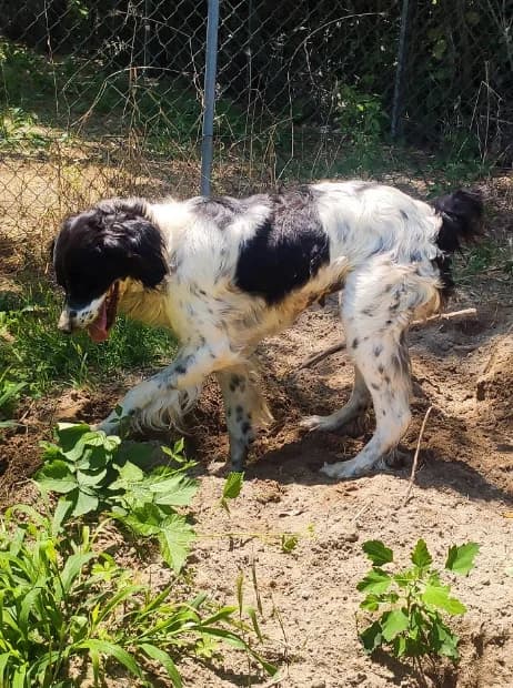 Diana, female Mixed Breed for adoption at ENPA Mira — Il Rifugio del Cane (Venezia) — photo 2 of 2