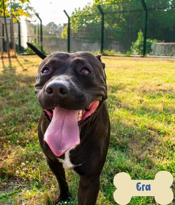 Era, female Mixed Breed for adoption at ENPA Mira — Il Rifugio del Cane (Venezia)