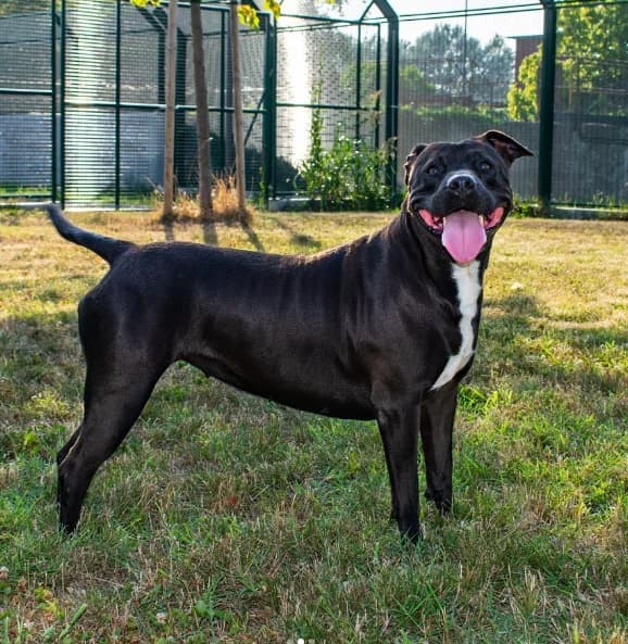 Era, female Mixed Breed for adoption at ENPA Mira — Il Rifugio del Cane (Venezia) — photo 2 of 2