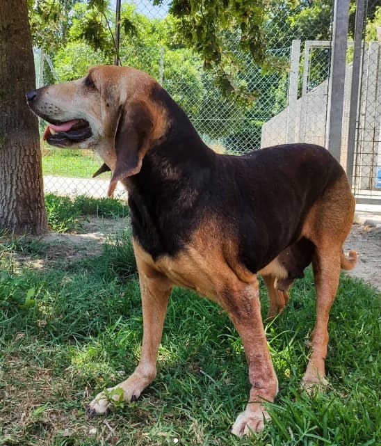 Fox, male senior Mixed Breed for adoption at ENPA Mira — Il Rifugio del Cane (Venezia), Venezia VE