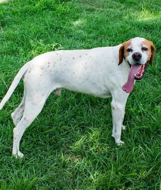 Fox, male Mixed Breed for adoption at ENPA Mira — Il Rifugio del Cane (Venezia) — photo 2 of 3