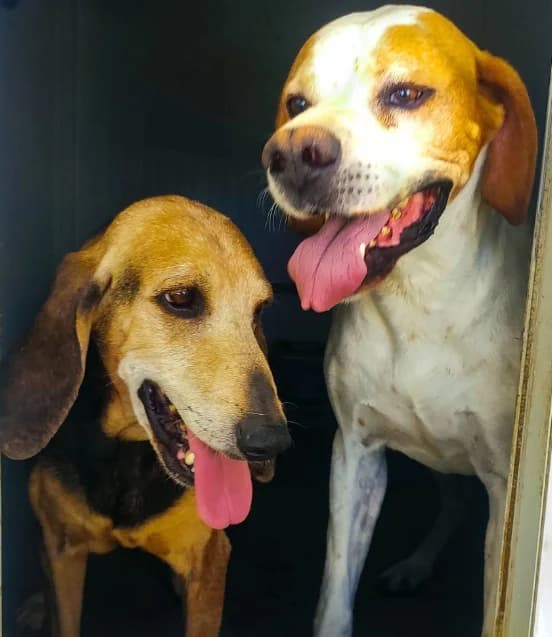 Fox, male Mixed Breed for adoption at ENPA Mira — Il Rifugio del Cane (Venezia) — photo 3 of 3