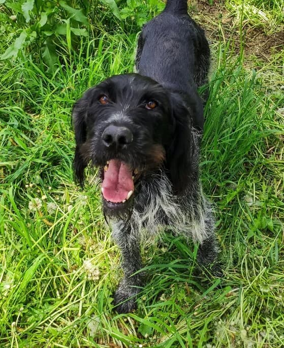 Goran, male Mixed Breed for adoption at ENPA Mira — Il Rifugio del Cane (Venezia)