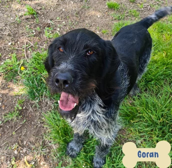 Goran, male Mixed Breed for adoption at ENPA Mira — Il Rifugio del Cane (Venezia) — photo 2 of 2