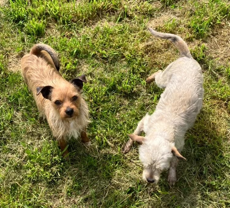 Hugo,  4yo Mixed Breed for adoption at ENPA Mira — Il Rifugio del Cane (Venezia), Venezia VE
