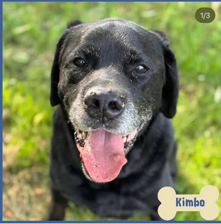 Kimbo,  senior Mixed Breed for adoption at ENPA Mira — Il Rifugio del Cane (Venezia), Venezia VE