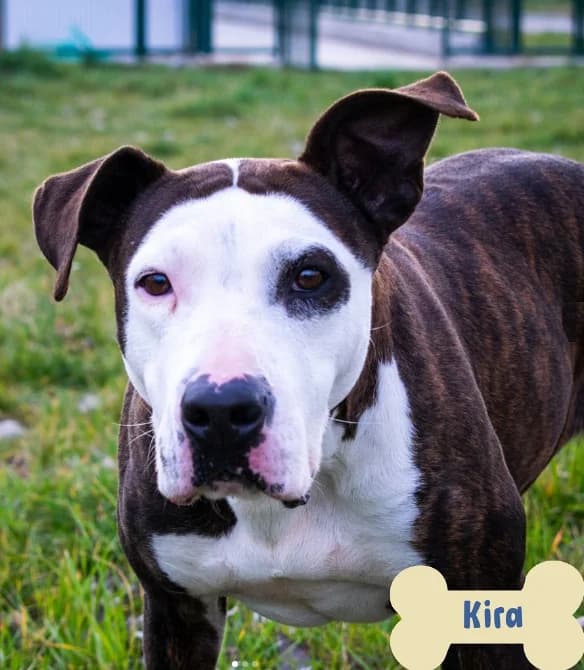 Kira, female senior Mixed Breed for adoption at ENPA Mira — Il Rifugio del Cane (Venezia), Venezia VE
