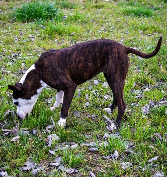 Kira, female Mixed Breed for adoption at ENPA Mira — Il Rifugio del Cane (Venezia) — photo 2 of 2
