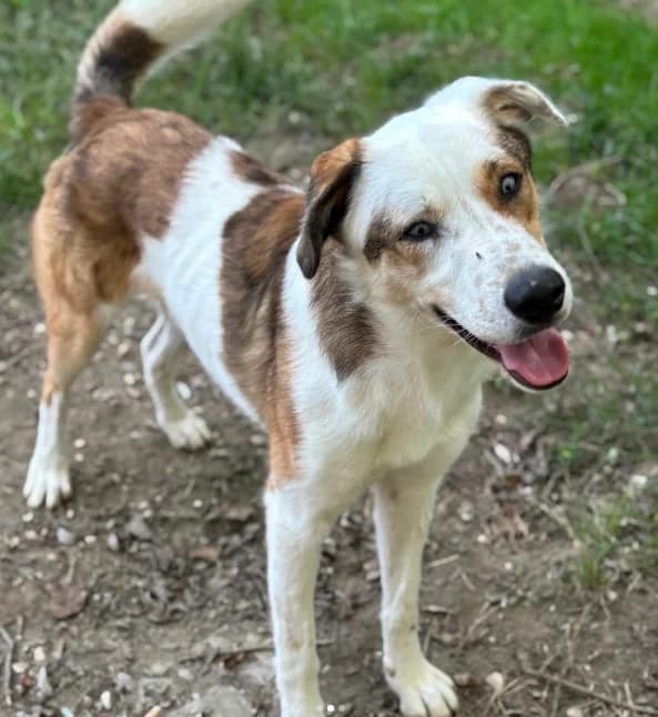 Oscar, male young Mixed Breed for adoption at ENPA Mira — Il Rifugio del Cane (Venezia), Venezia VE