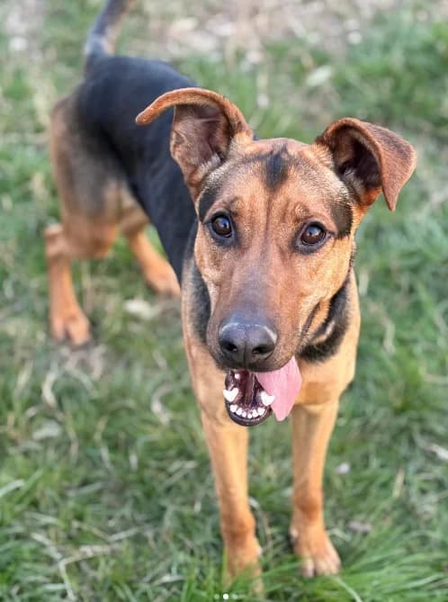 Patato, male 4yo Mixed Breed for adoption at ENPA Mira — Il Rifugio del Cane (Venezia), Venezia VE