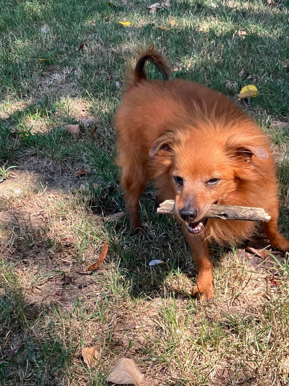 Red,  senior Mixed Breed for adoption at ENPA Mira — Il Rifugio del Cane (Venezia), Venezia VE