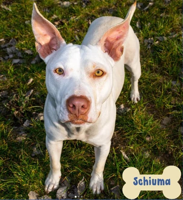 Schiuma, female Mixed Breed for adoption at ENPA Mira — Il Rifugio del Cane (Venezia)