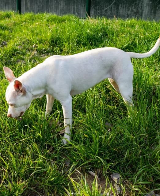 Schiuma, female Mixed Breed for adoption at ENPA Mira — Il Rifugio del Cane (Venezia) — photo 2 of 2