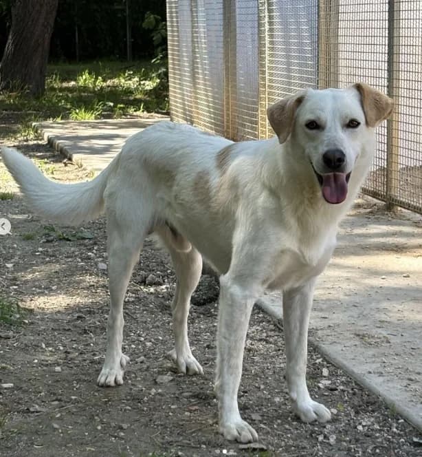 Spiro, male young Mixed Breed for adoption at ENPA Mira — Il Rifugio del Cane (Venezia), Venezia VE