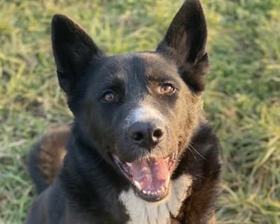 Cairo, male senior Mixed Breed for adoption at ENPA Monza e Brianza, Monza