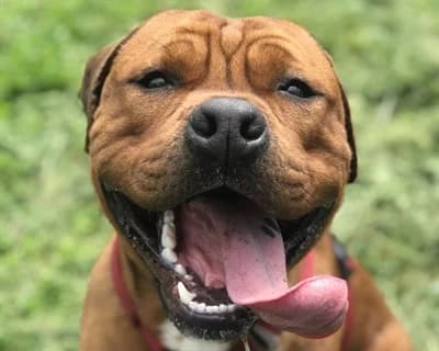 Cupido, male senior Mixed Breed for adoption at ENPA Monza e Brianza, Monza