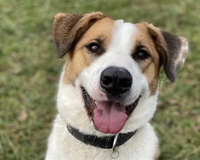 Skorpion – Adottabile anche a distanza nella sezione oltre il guinzaglio, male senior Mixed Breed for adoption at ENPA Monza e Brianza, Monza