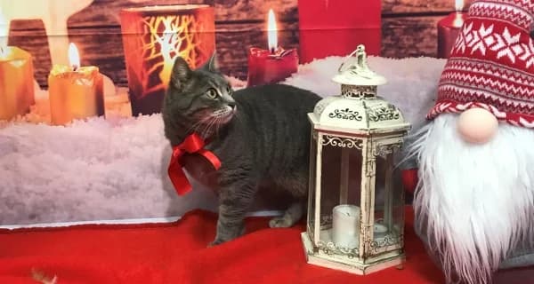 Lola – adottabile a distanza!, female Mixed Breed for adoption at ENPA Monza e Brianza, Monza