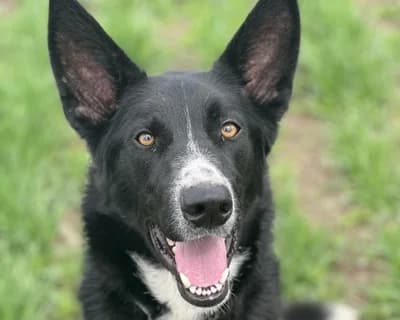 Svelto, male 6yo Mixed Breed for adoption at ENPA Monza e Brianza, Monza