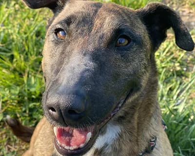 Red Bull, female 7yo Mixed Breed for adoption at ENPA Monza e Brianza, Monza