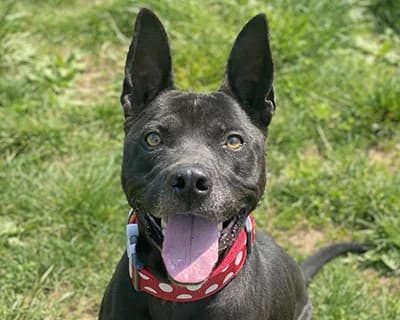 Petalo, male senior Mixed Breed for adoption at ENPA Monza e Brianza, Monza