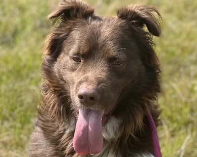 Garpez – Adottabile anche a distanza nella sezione oltre il guinzaglio, male 6yo Mixed Breed for adoption at ENPA Monza e Brianza, Monza