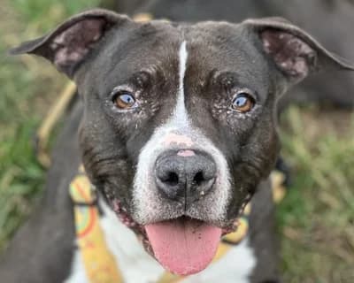 Bahamas – Adottabile anche a distanza nella sezione oltre il guinzaglio, female senior Mixed Breed for adoption at ENPA Monza e Brianza, Monza