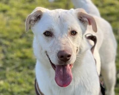 Lesny, male 6yo Mixed Breed for adoption at ENPA Monza e Brianza, Monza