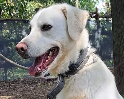 Jimbo, male 5yo Mixed Breed for adoption at ENPA Monza e Brianza, Monza
