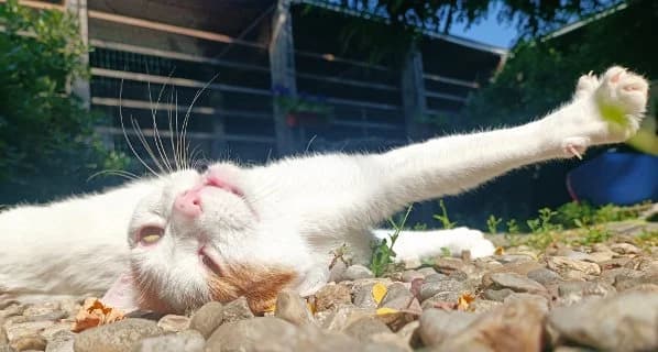 Dimitri, male Mixed Breed for adoption at ENPA Monza e Brianza, Monza