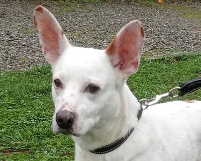 Zuma, male senior Mixed Breed for adoption at ENPA Monza e Brianza, Monza