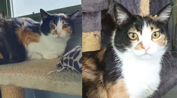 Blanchette, un’adozione “particolare”, female Mixed Breed for adoption at ENPA Monza e Brianza, Monza