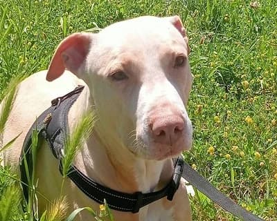 Cunda, female young Mixed Breed for adoption at ENPA Monza e Brianza, Monza