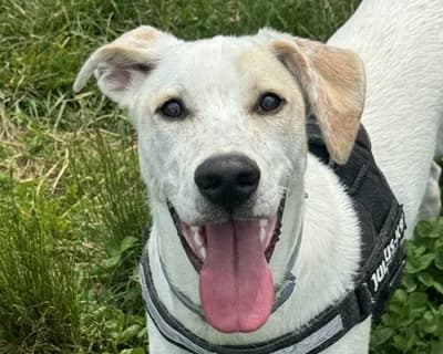 Crilin, male 3yo Mixed Breed for adoption at ENPA Monza e Brianza, Monza