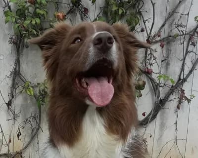 Easy, male 6yo Mixed Breed for adoption at ENPA Monza e Brianza, Monza