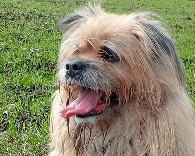 Thor, male senior Mixed Breed for adoption at ENPA Monza e Brianza, Monza
