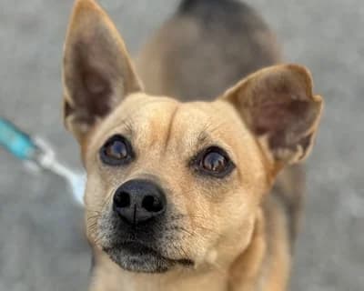 Chicco, male 6yo Mixed Breed for adoption at ENPA Monza e Brianza, Monza