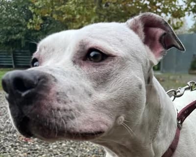 Duchessa, male 4yo Mixed Breed for adoption at ENPA Monza e Brianza, Monza