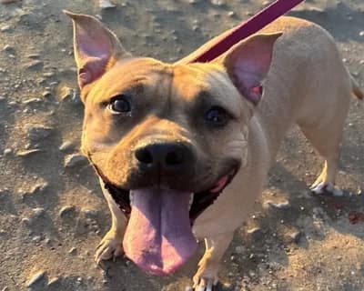 Kira, female 6yo Mixed Breed for adoption at ENPA Monza e Brianza, Monza