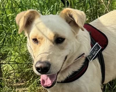 Bisbino, male 6yo Mixed Breed for adoption at ENPA Monza e Brianza, Monza