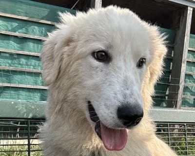 Mentos, male 3yo Mixed Breed for adoption at ENPA Monza e Brianza, Monza