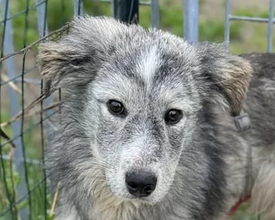 Goleador, male 3yo Mixed Breed for adoption at ENPA Monza e Brianza, Monza