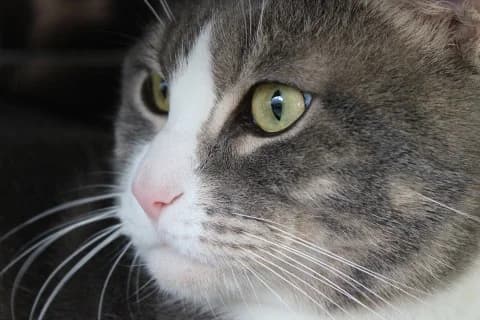 Lucio – adottabile anche a distanza!, male Mixed Breed for adoption at ENPA Monza e Brianza, Monza